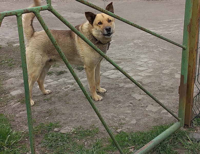 Сбор корма для бездомных животных